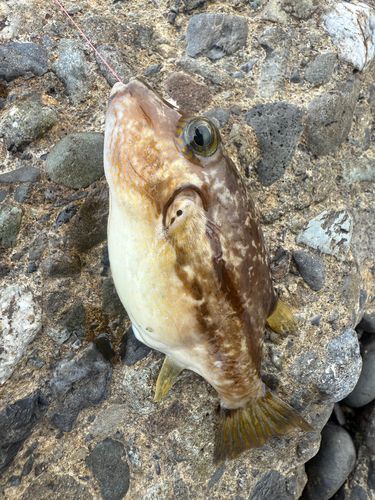 キタマクラの釣果