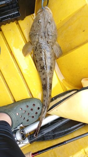 マゴチの釣果