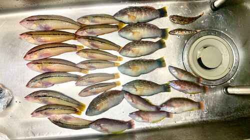 キュウセンの釣果