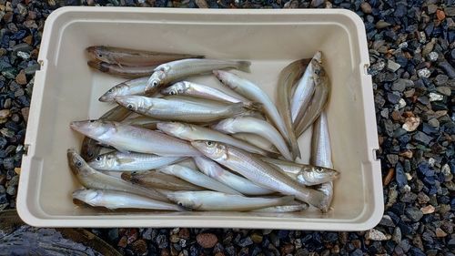 キスの釣果