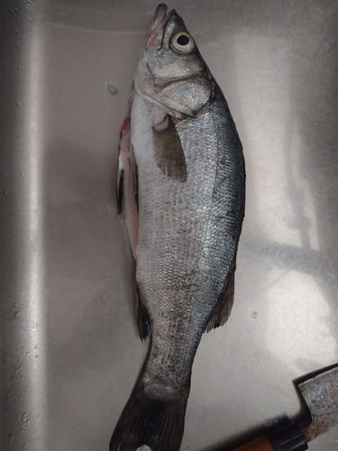 セイゴ（ヒラスズキ）の釣果