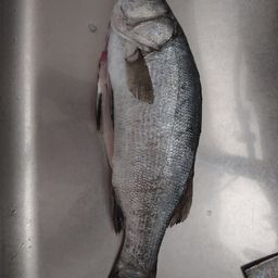 セイゴ（ヒラスズキ）