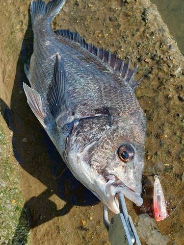 チヌの釣果