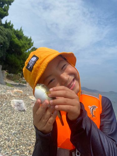 クサフグの釣果