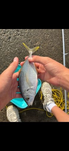 シマアジの釣果