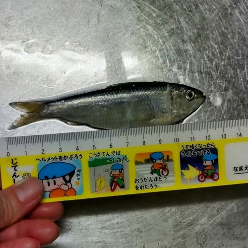 サッパの釣果