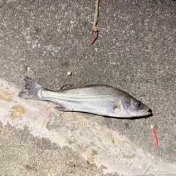 セイゴ（マルスズキ）