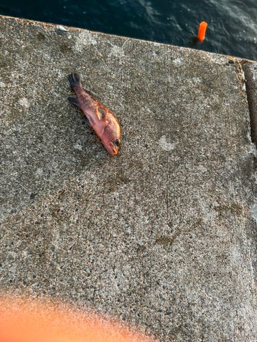 キジハタの釣果