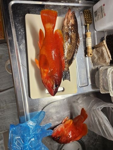 アカハタの釣果
