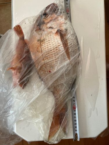 タイの釣果