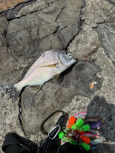 ヘダイの釣果