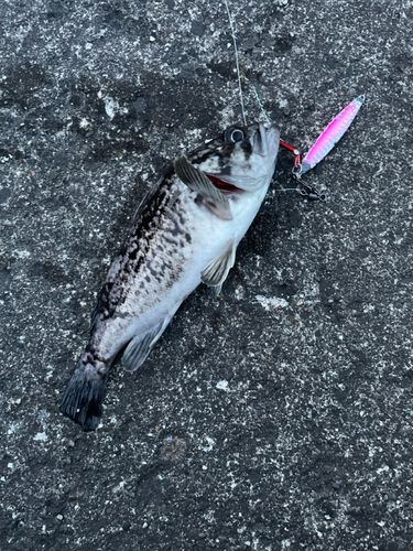 クロソイの釣果