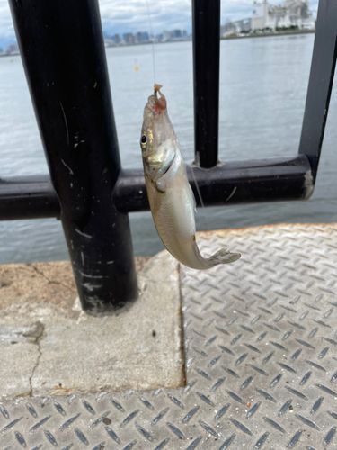 シロギスの釣果