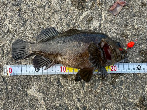 クロソイの釣果