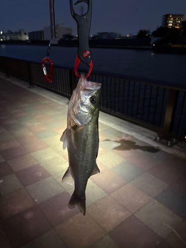 フッコ（マルスズキ）の釣果
