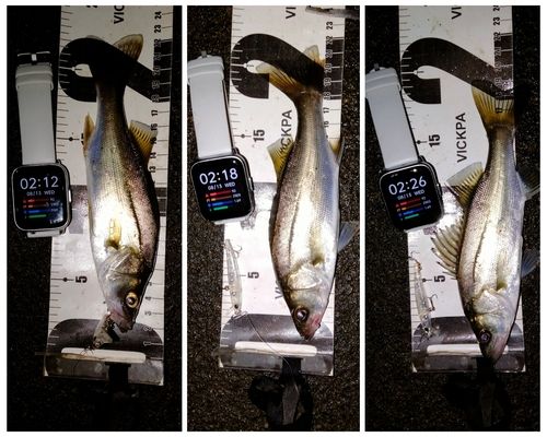 セイゴ（マルスズキ）の釣果