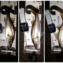 セイゴ（マルスズキ）