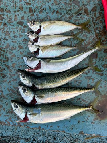 アジの釣果