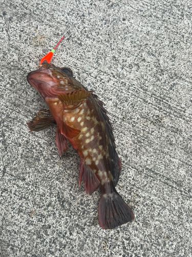 カサゴの釣果