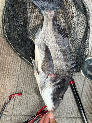 チヌの釣果