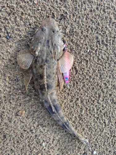 マゴチの釣果