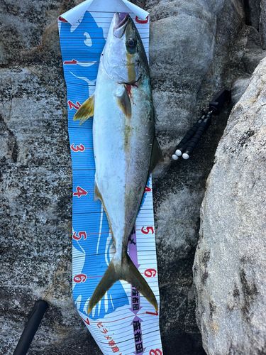 ヒラマサの釣果