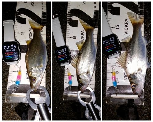 セイゴ（ヒラスズキ）の釣果