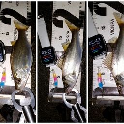 セイゴ（ヒラスズキ）