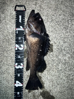 クロソイの釣果