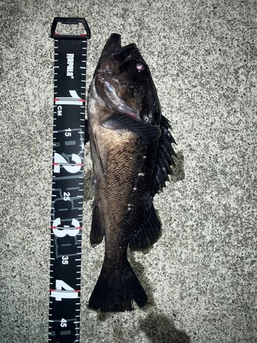 クロソイの釣果