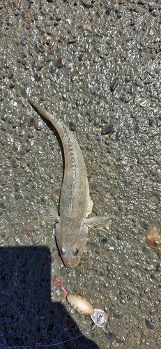 ハゼの釣果