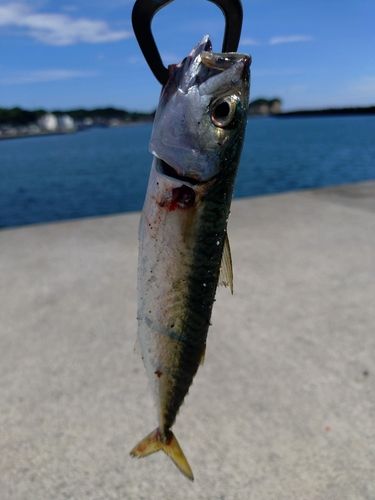 サバの釣果