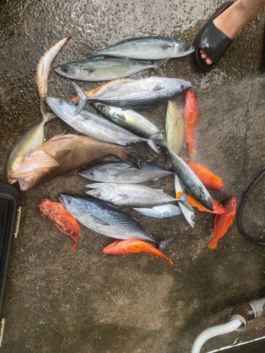 スマカツオの釣果