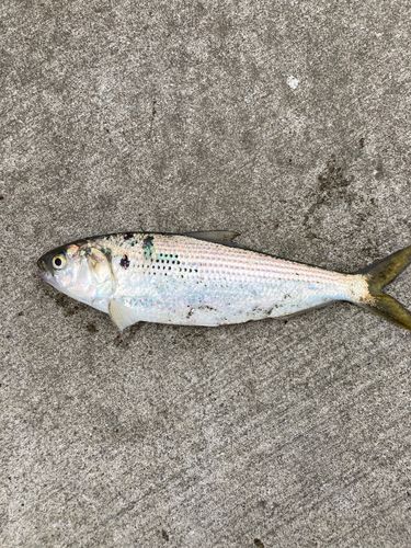 コノシロの釣果