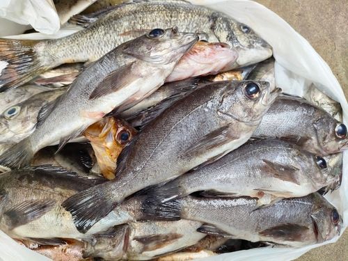 アオメバルの釣果