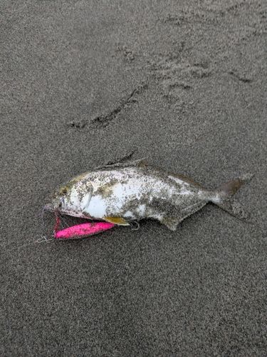 ショゴの釣果