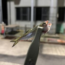 アジ
