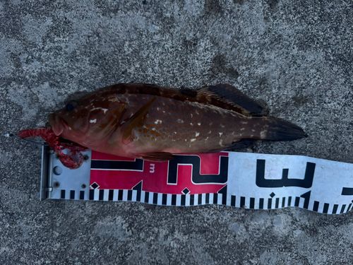 キジハタの釣果