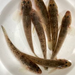 マハゼ