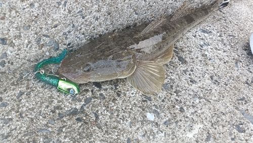 マゴチの釣果