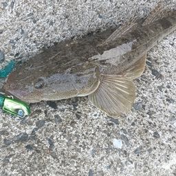 マゴチ