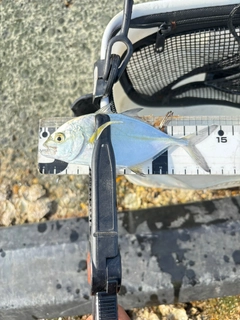 メッキの釣果