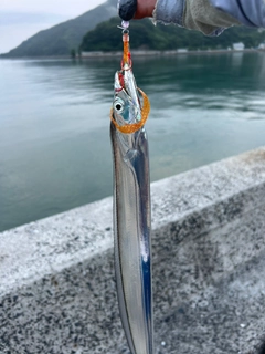 タチウオの釣果