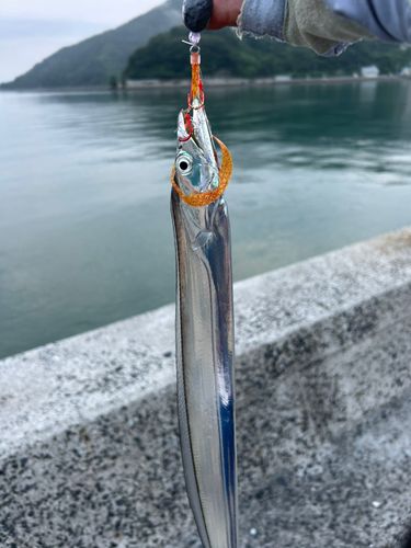 タチウオの釣果