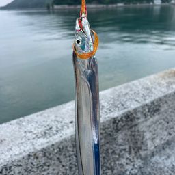 タチウオ