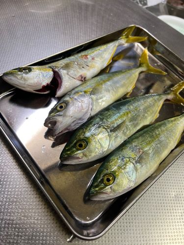 コゾクラの釣果