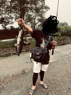 アメリカンキャットフィッシュの釣果