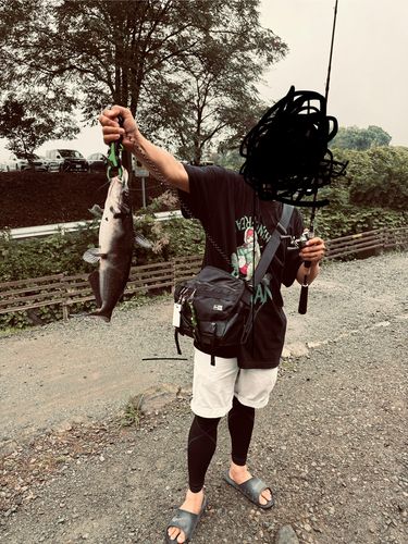 アメリカンキャットフィッシュの釣果