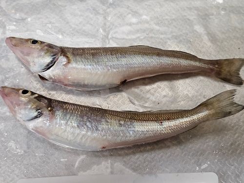 キスの釣果
