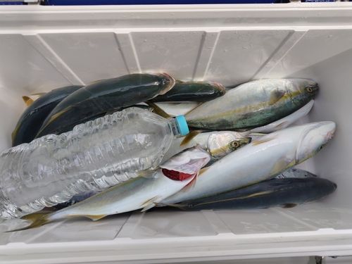 ワカシの釣果